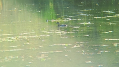 Podilymbus podiceps