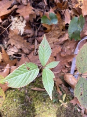 Rubus canadensis