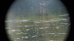 Podilymbus podiceps