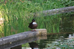 Anas platyrhynchos domesticus