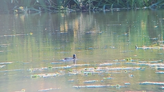 Podilymbus podiceps