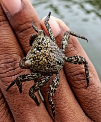 Aratus