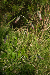 Chaptalia arechavaletae