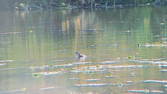 Podilymbus podiceps