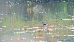 Podilymbus podiceps