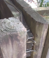 Thamnophis saurita saurita