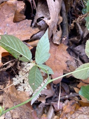 Rubus canadensis