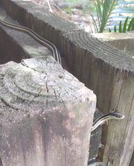 Thamnophis saurita saurita