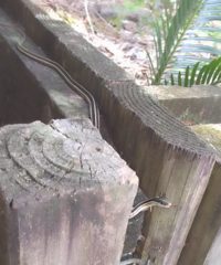 Thamnophis saurita saurita