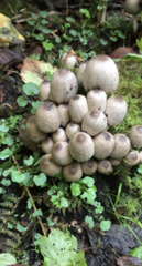 Coprinopsis atramentaria