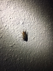 Copestylum haagii
