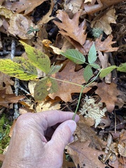 Rubus canadensis