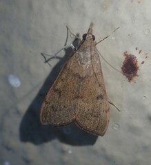 Udea ferrugalis