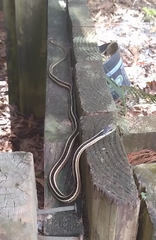 Thamnophis saurita saurita
