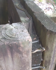 Thamnophis saurita saurita