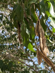 Myrocarpus frondosus