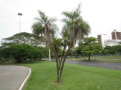 Syagrus flexuosa