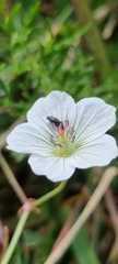Geranium incanum