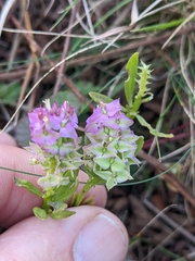 Polygala cruciata