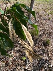 Myrocarpus frondosus