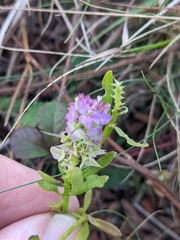 Polygala cruciata