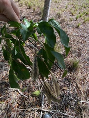 Myrocarpus frondosus