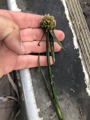 Cyperus blepharoleptos