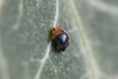 Scymnus rubromaculatus