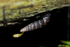 Clausiliidae