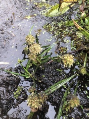 Cyperus blepharoleptos