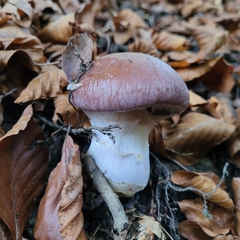 Cortinarius praestans