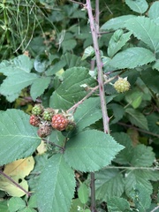 Rubus