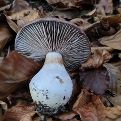 Cortinarius praestans