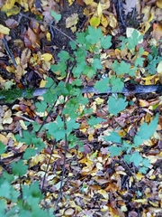 Ribes alpinum