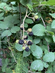 Rubus