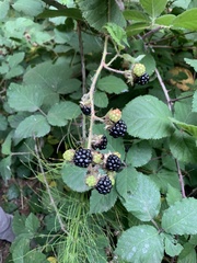 Rubus