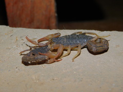 Hottentotta ugandaensis