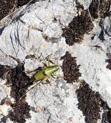 Eupholidoptera schmidti