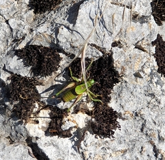 Eupholidoptera schmidti