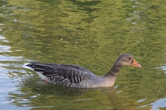 Anser anser
