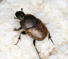 Onthophagus