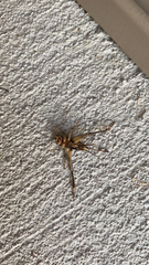 Gryllodes sigillatus