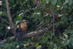 Centropus superciliosus