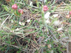 Colletia spinosissima