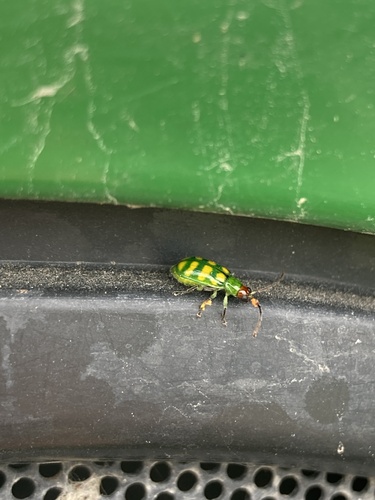 Banded Cucumber Beetle photo 6