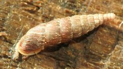 Alinda biplicata