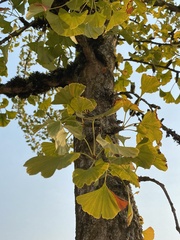 Ginkgo