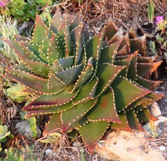 Aloe distans