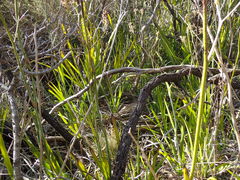 Anigozanthos flavidus