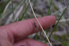 Gentianella amarella